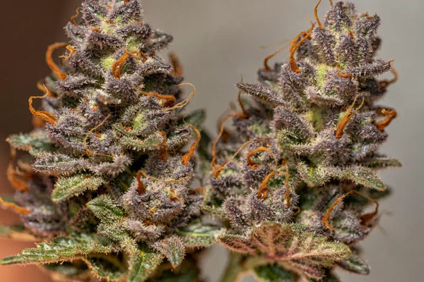 Sélection de fleurs CBD Cali chez Marina CBD Bruguières, boutique CBD référence Haute-Garonne