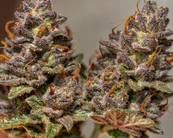 Sélection de fleurs CBD Cali chez Marina CBD Bruguières, boutique CBD référence Haute-Garonne