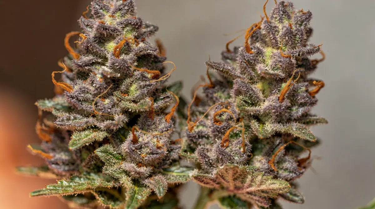 Sélection de fleurs CBD Cali chez Marina CBD Bruguières, boutique CBD référence Haute-Garonne
