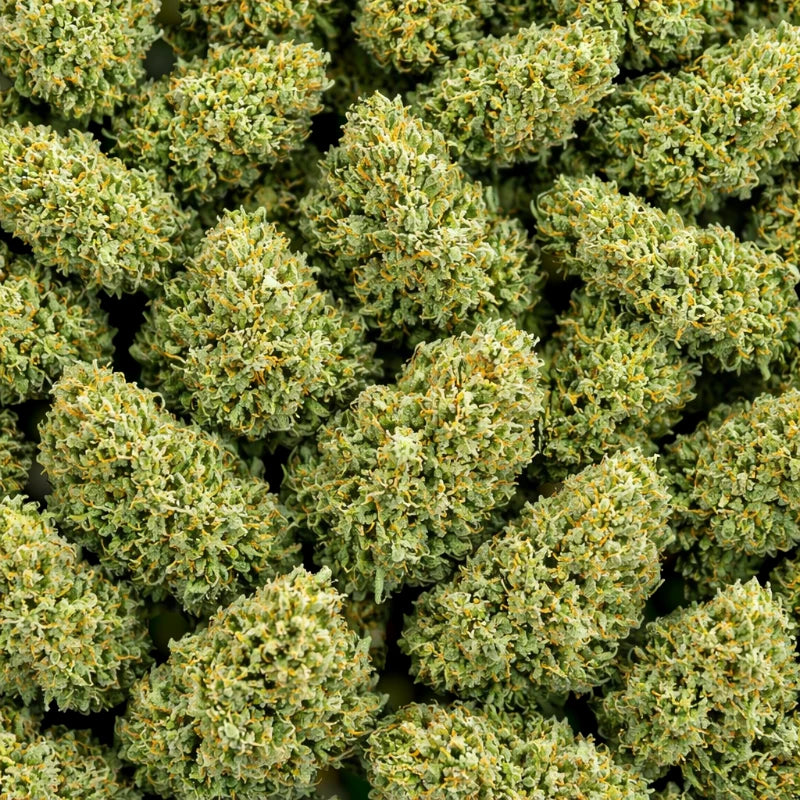 Fleurs CBD haut de gamme aux têtes denses et résineuses - Marina CBD.
