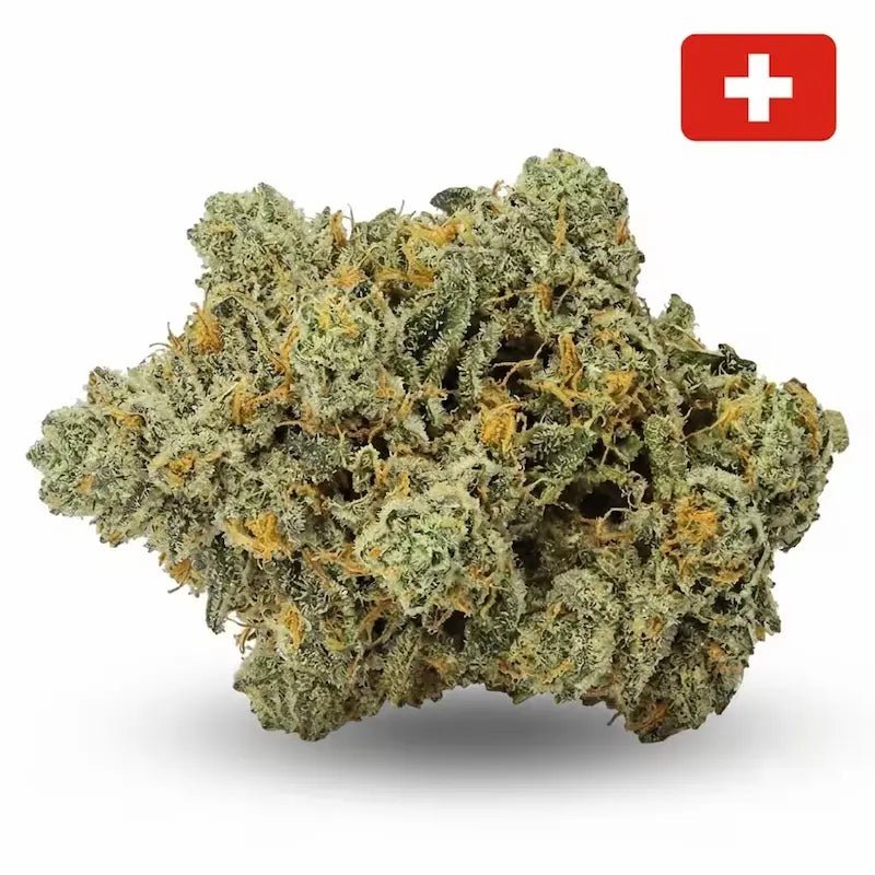 Fleur CBD Amnesia Haze Indoor Hydro têtes entières, buds volumineux aux notes d'agrumes confits - MARINA CBD