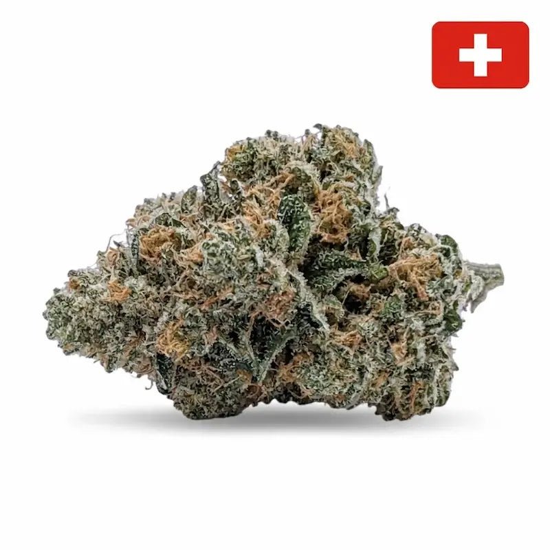 Fleur CBD Critical+ 2.0 Indoor-Hydro, grosses têtes compactes vert clair, culture hydroponique suisse - MARINA CBD