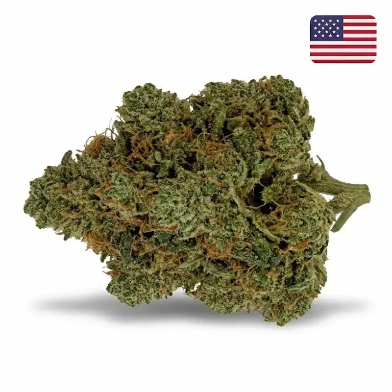 Fleur CBD Skywalker OG Indoor Cali, têtes denses vert profond généreusement recouvertes de trichomes - MARINA CBD